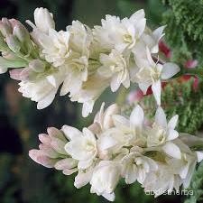 augmented_Polianthes tuberosa flower1_rotated_90.jpeg